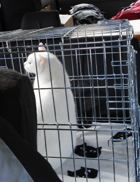 12/15 CC、動物病院へ行くの巻