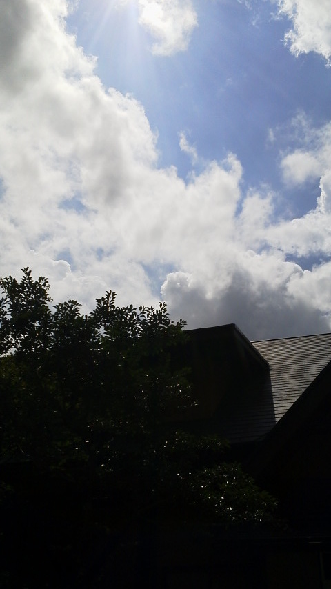 草刈りを開始するも・・・