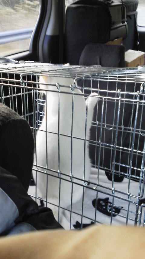 12/15 CC、動物病院へ行くの巻