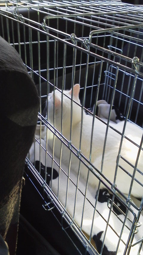 12/15 CC、動物病院へ行くの巻