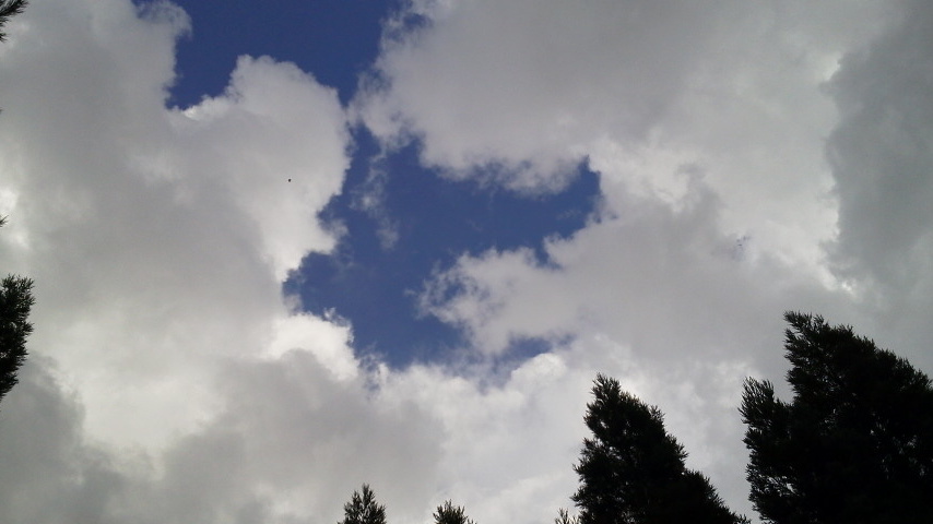 草刈りを開始するも・・・