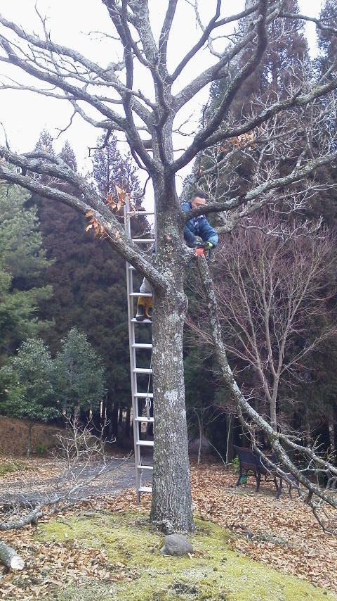 2/5 伐採、続いてます~