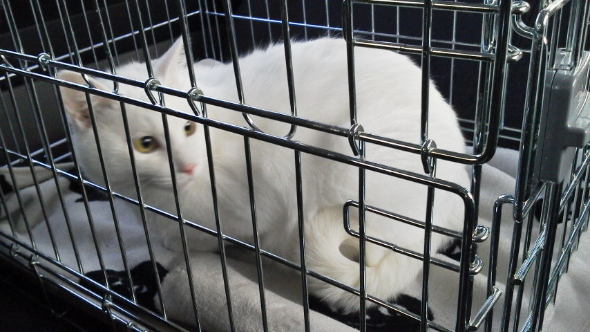 12/15 CC、動物病院へ行くの巻