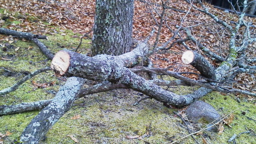 2/5 伐採、続いてます~