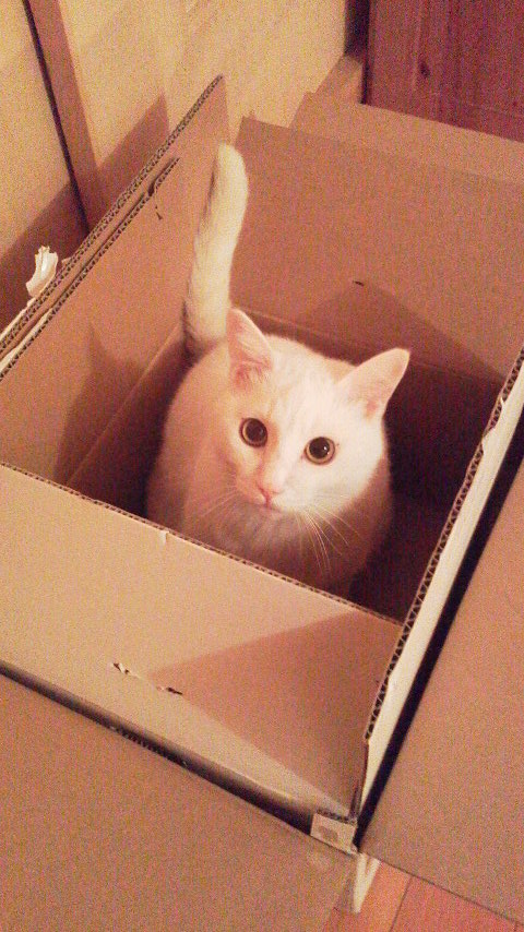 12/15 CC、動物病院へ行くの巻