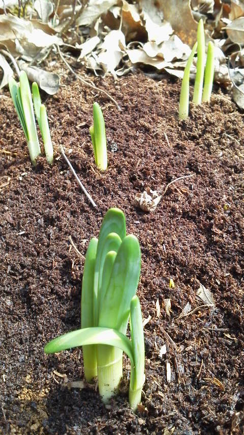 もうすぐ春です!!