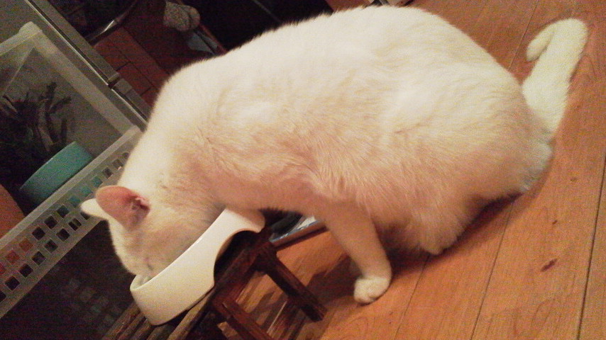 12/18 CC動物病院へ行く