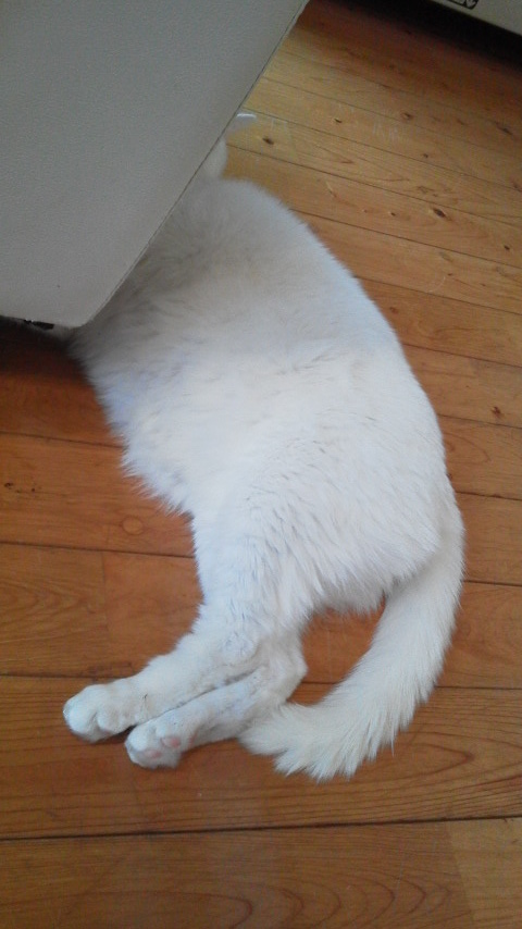 12/18 CC動物病院へ行く