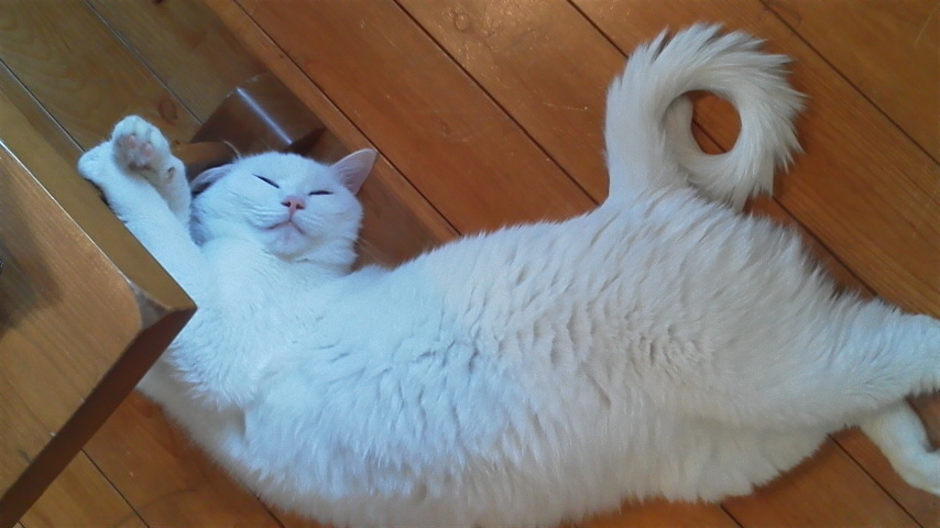 12/18 CC動物病院へ行く