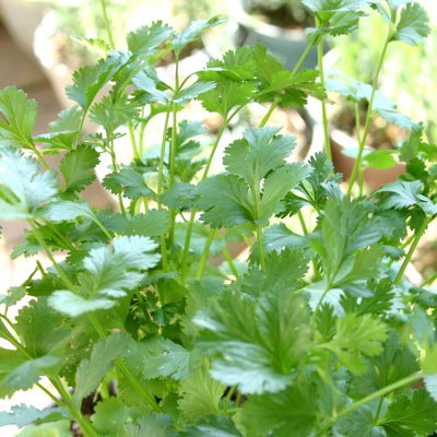 2/21・22 香菜地獄